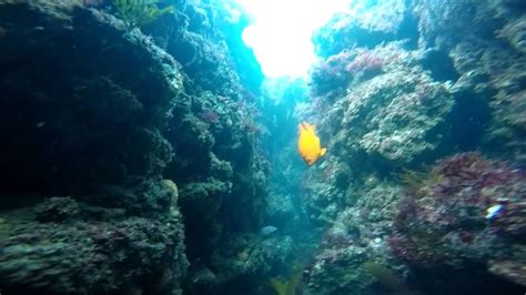 Socal Snorkeling Tours Underwater Tunnel In Laguna Beach Youtube