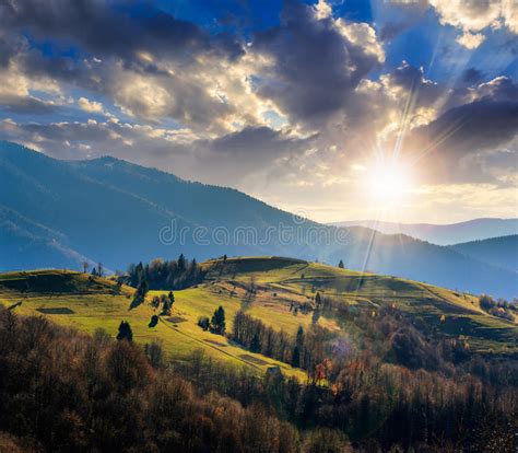 Pine Trees Near Valley In Mountains On Hillside At Sunset Stock Image