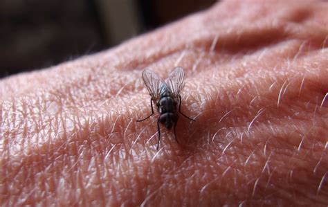 Ein mottenbefall hat nichts mit mangelnder hygiene zu tun. Motten Kleine Fliegen In Der Wohnung - teh naya Blog