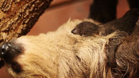 Sloth Born At New Braunfels Zoo