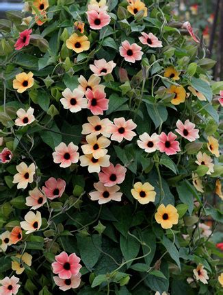 Unfortunately for gardeners in more intemperate climates, most interesting vines are annuals, tropical or completely invasive. Thunbergia alata 'Spanish Eyes' - Buy Online at Annie's ...