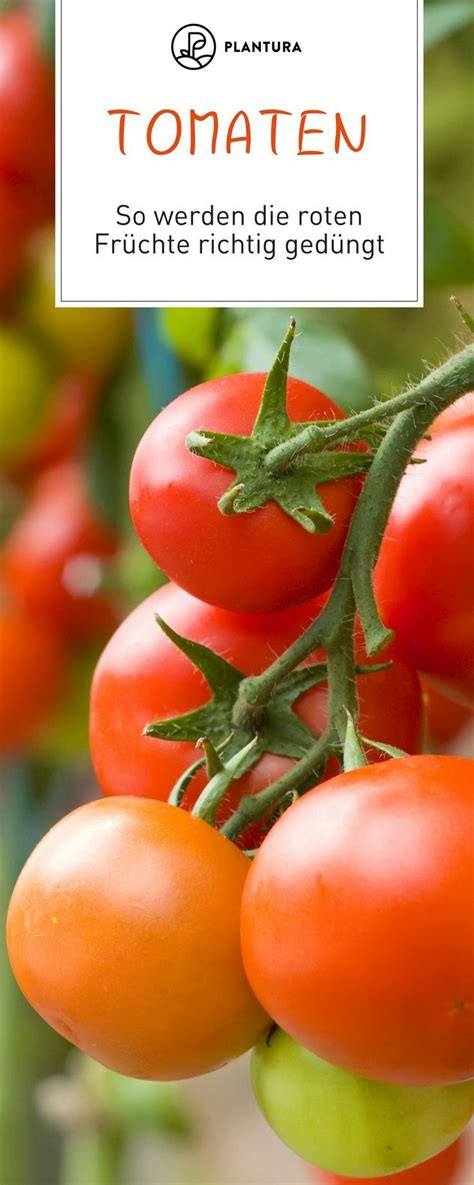 Wann man damit anfangen sollte. Tomaten düngen: Wann, wie & womit? - Plantura | Tomaten ...