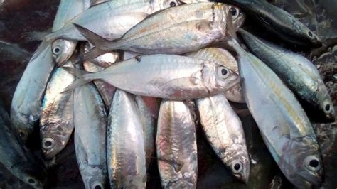 Common Kinds Of Fish In The Philippines With Names And Pictures