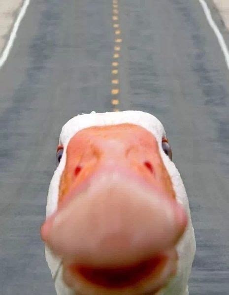 Duck Selfie Funny Lockscreen Lock Screen Wallpaper Iphone Cute