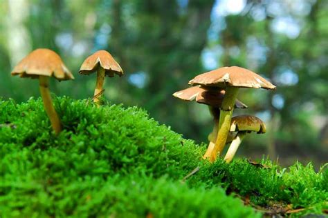 Five Mind Blowing Facts About Psilocybin Mushrooms