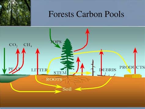 Ppt Carbon Sequestration In Forests Powerpoint Presentation Free Download Id561737