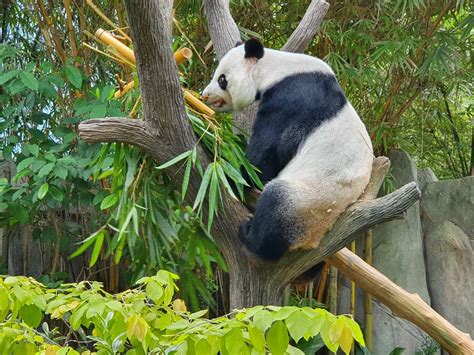 Singapore Welcomes First Giant Panda Cub At River Safari