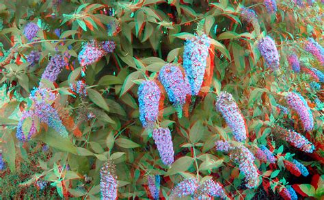 Gopro 3d Ttw Anaglyph Anaglyph Stereo Red Cyan Buddleia Flickr