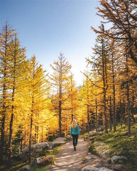 A Complete Guide To The Larch Valley Hike And Sentinel Pass — Walk My