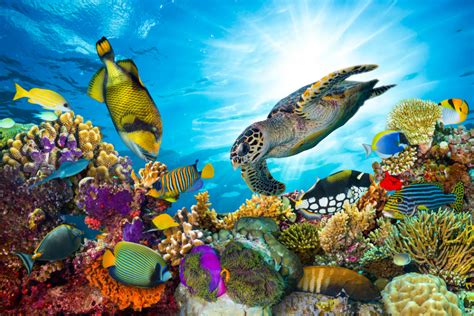Top 107 Imagenes De Arrecifes De Coral Destinomexicomx