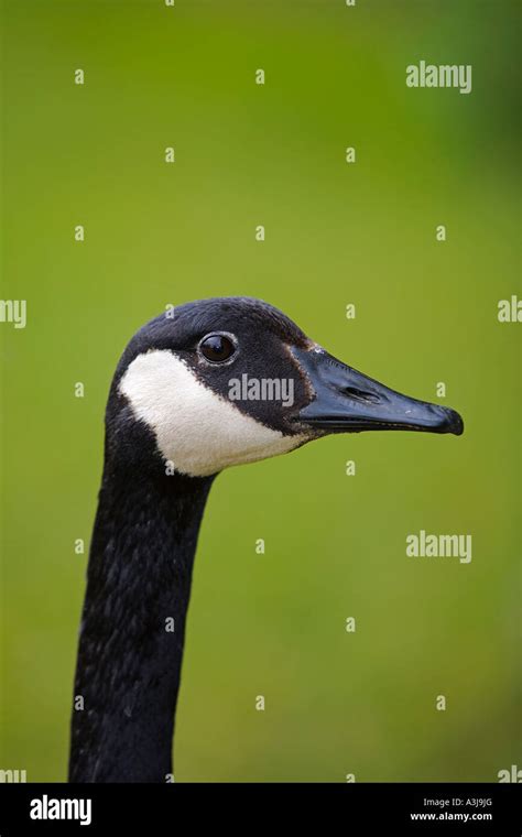 Canadian Goose Profile Of Head Hi Res Stock Photography And Images Alamy