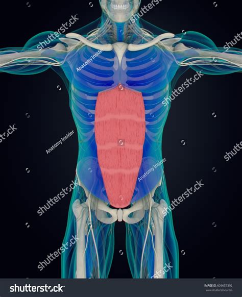 Stock ilustrace „Rectus Abdominus Stomach Muscles Human Anatomy