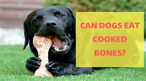 Are Cooked Beef Bones Safe For Dogs Quick Answer