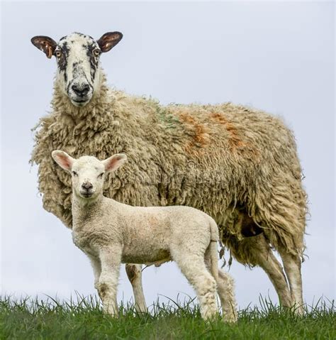 Wensleydale Sheep Lamb Stock Photos Free And Royalty Free Stock Photos