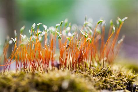 Moss Flowers In Spring Stock Image Image Of Flowers 85323411