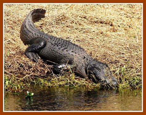 Florida Alligator Afternoon Myakka River State Park Flor Flickr