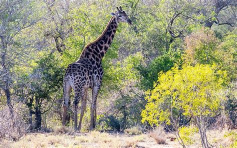 Giraffe Africa Wildlife Forest Hd Wallpaper Peakpx