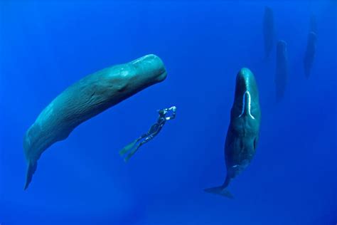 The Rare Scene Of Ten 40 Ft Long Sperm Whales Sleeping Vertically Was