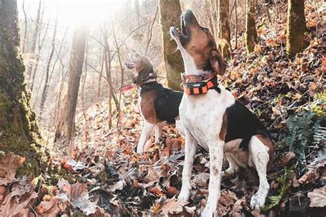 10 Dog Breeds That Make The Best Hunting Companions
