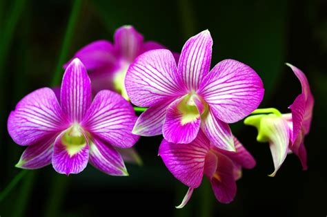 Rainforest Flowers Beautiful Orchids Orchid Flower