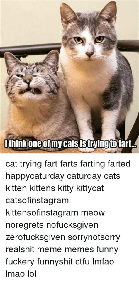 Gather The Luxury Funny Farting Cat Pictures Hilarious Pets Pictures