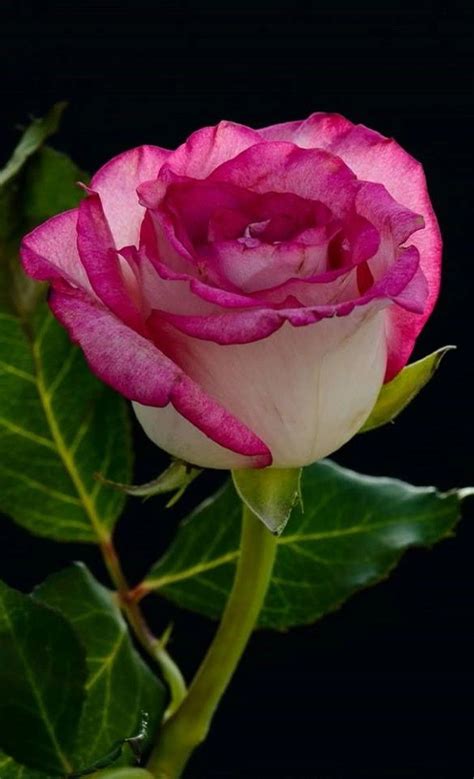 These are small in stature and look very graceful and slender. Pin on Amazing Roses