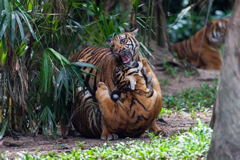 Over the years, the zoo has transformed itself to an open concept zoo with over 90% of its animals kept in spacious. Tiger (Panthera tigris) - Zoo Negara, Kuala Lumpur, Malays ...