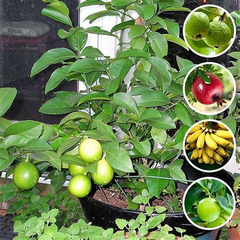 Buy Top 5 Fruits Plants To Grow In Pot Online From Nurserylive At