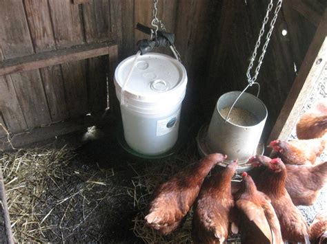 Diy automatic chicken watering system simple worry free 5 gallon bucket pvc. five gallon bucket chicken waterer | Chicken waterer, Urban chicken farming, Chicken waterer diy