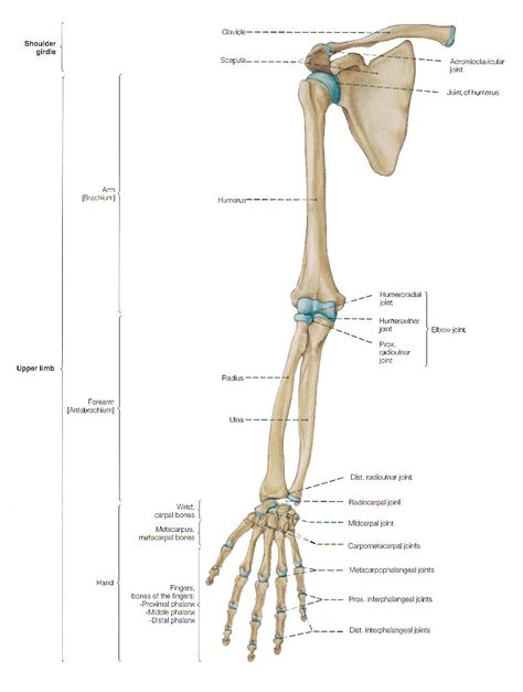 Human Skeleton Anatomy Arm