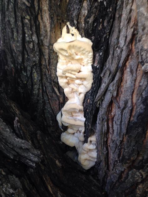 Fungus On Maple Tree 344651 Ask Extension