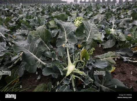 Harvest Of Coliflowers Stock Photo Alamy