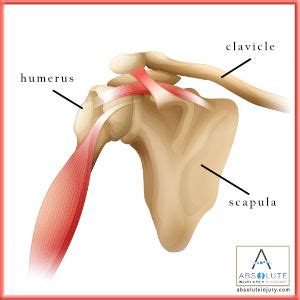 The bones of the hand provide support and flexibility to the soft tissues. Shoulder Anatomy Explained - Absolute Injury and Pain Physicians