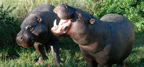 HipopÓtamo Pigmeo Características Qué Come Dónde Vive