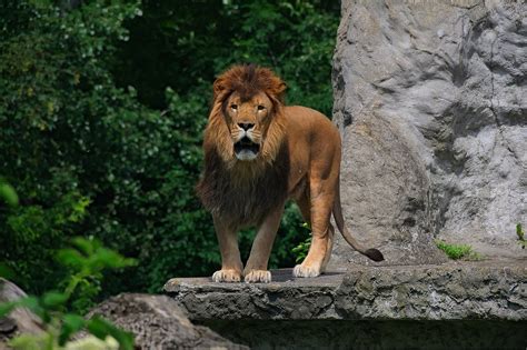 Lion Animal Nature Photo Gratuite Sur Pixabay Pixabay