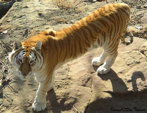 Maltese tiger (kemono friends) 36. A golden tabby Bengal tiger, my favorite coloration ...
