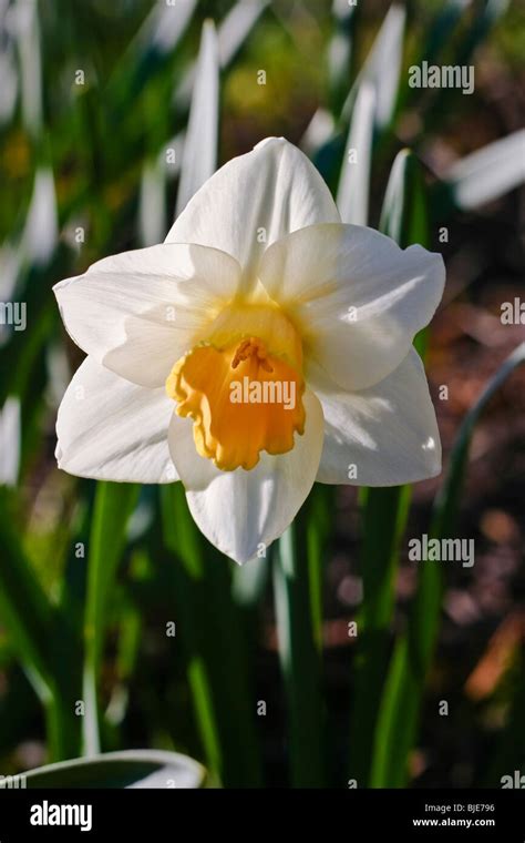 White Daffodil Flower Close Up Stock Photo Alamy