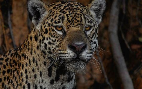 Download Wallpapers Jaguar Predator Wildlife Wild Cat Jaguar Face