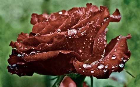1680x1050 Red Rose Petals Drops Water Dew Macro Wallpaper 