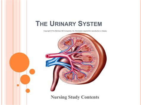 Anatomy And Physiology Of Urinary System Ppt