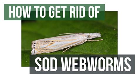 How To Control Sod Webworms