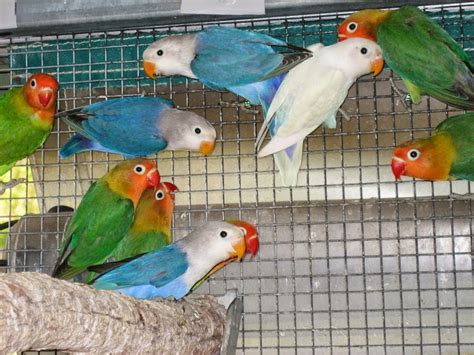 By wonder house books | 20 july 2018. Kerala Pets Market: African Love Birds For Sale