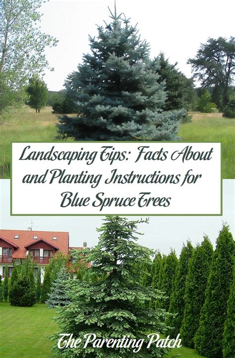 Landscaping Tips Facts About And Planting Instructions