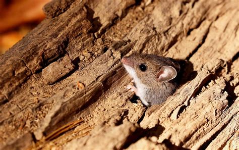 Deer eat 6 to 8lbs of plants a day. How to Deal with Deer Mice | Environmental Pest Management