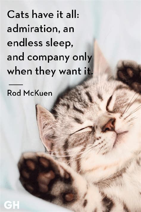 25 Best Cat Quotes That Perfectly Describe Your Kitten Funny And Cute