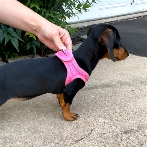 10 Best Dog Harnesses For Dachshunds Buyers Guide Dachshund Station