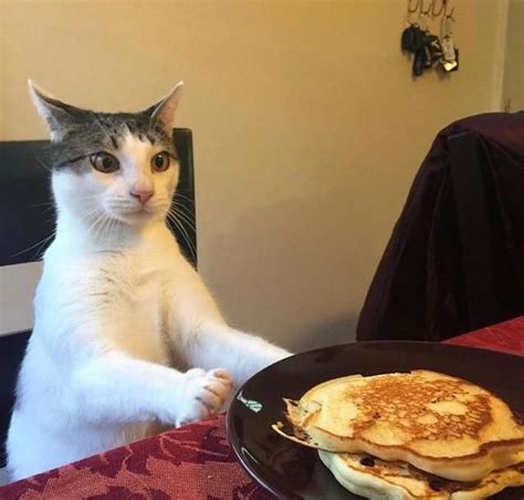 What Does Cats Eat For Breakfast Cat Meme Stock Pictures And Photos