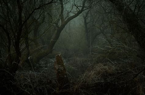 A Trail To Mordor Terrifying Hidden Forest Path By Gabor Dvornik