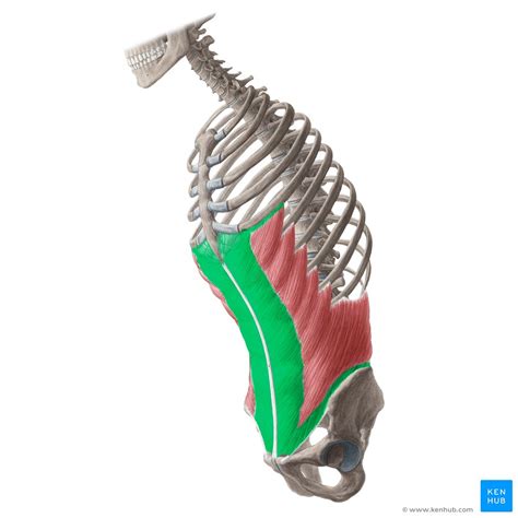 External Abdominal Oblique Anatomy Innervationfunction Kenhub