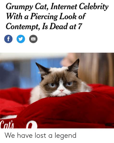 Grumpy Cat Internet Celebrity With A Piercing Look Of Contempt Is Dead